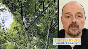 Stefan Bröckling eilt zur Rettung in Bochum