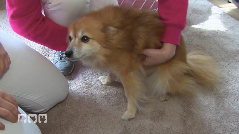 Tierärztin Jennifer hilft einem erkrankten Hund