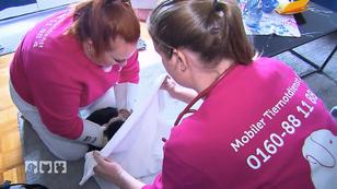 Einsatz bei Katze mit Atemproblemen