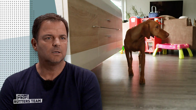 Draußen agil, drinnen ängstlich - Was verunsichert Dexter?