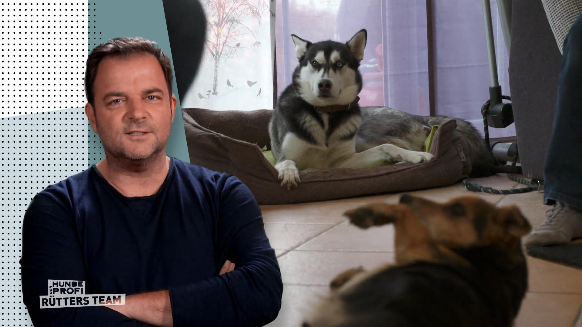 Trotz großem Stress - Beide Hunde sollen bleiben