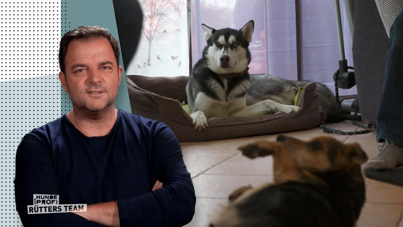 Trotz großem Stress - Beide Hunde sollen bleiben