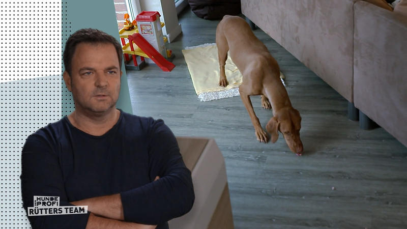 Wie meistert Dexter die Probe auf glattem Boden?