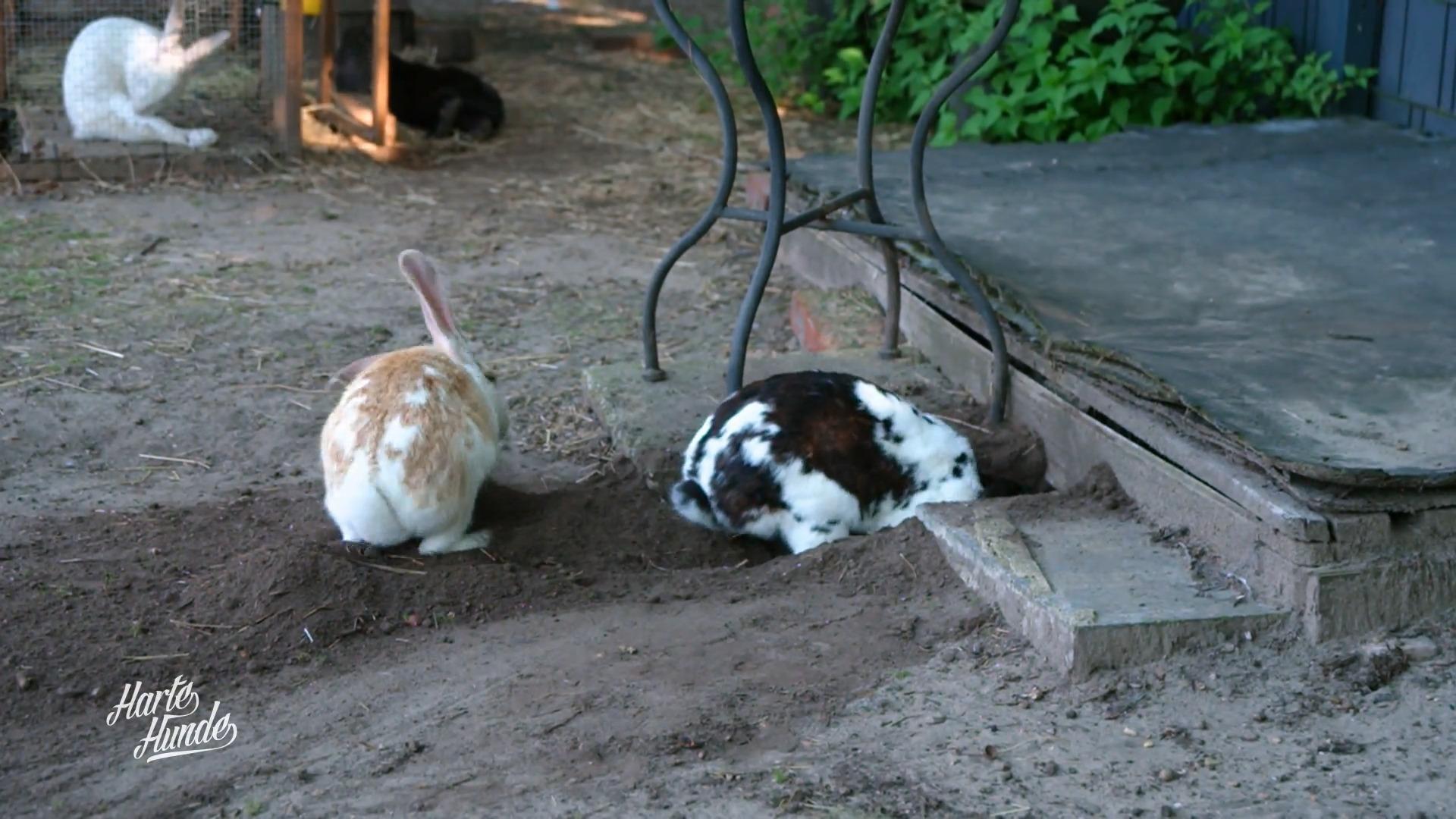 Kaninchen graben sich bis zur Straße