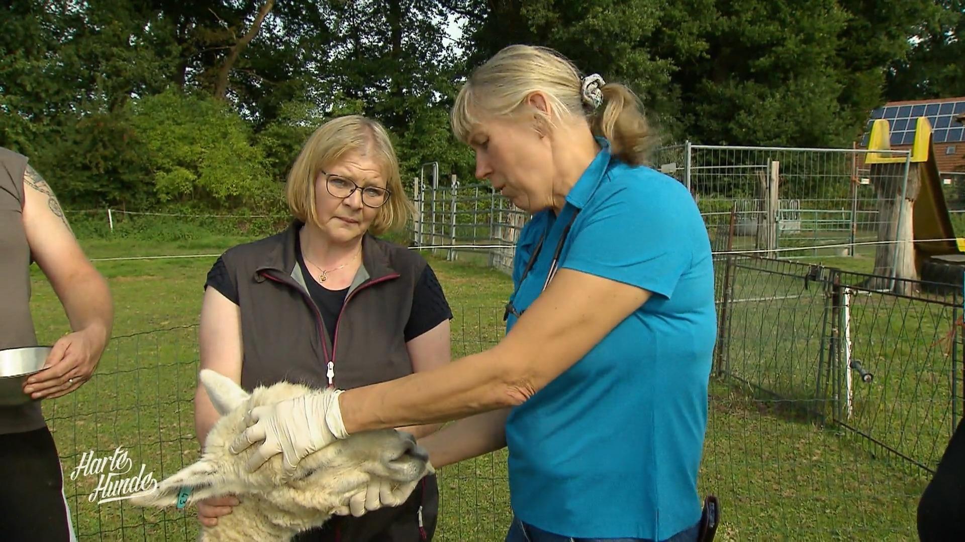Impfungen für Ziegen, Lamas und Alpakas