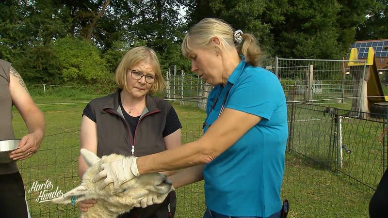 Impfungen für Ziegen, Lamas und Alpakas