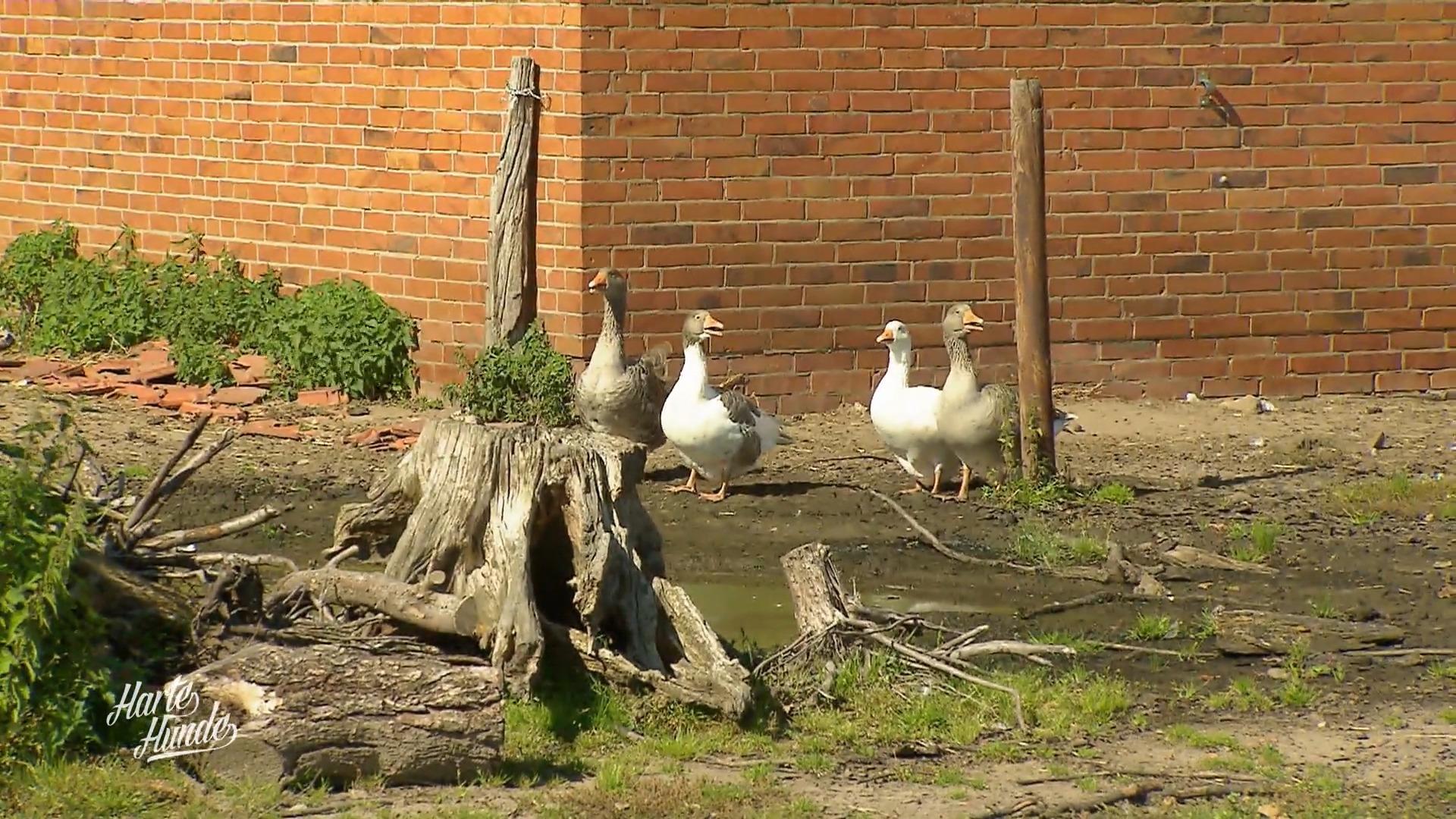 Der alte Gänseteich muss weichen