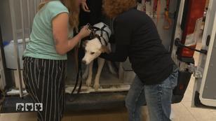 Hoffnung für Hunde in Süd- und Osteuropa