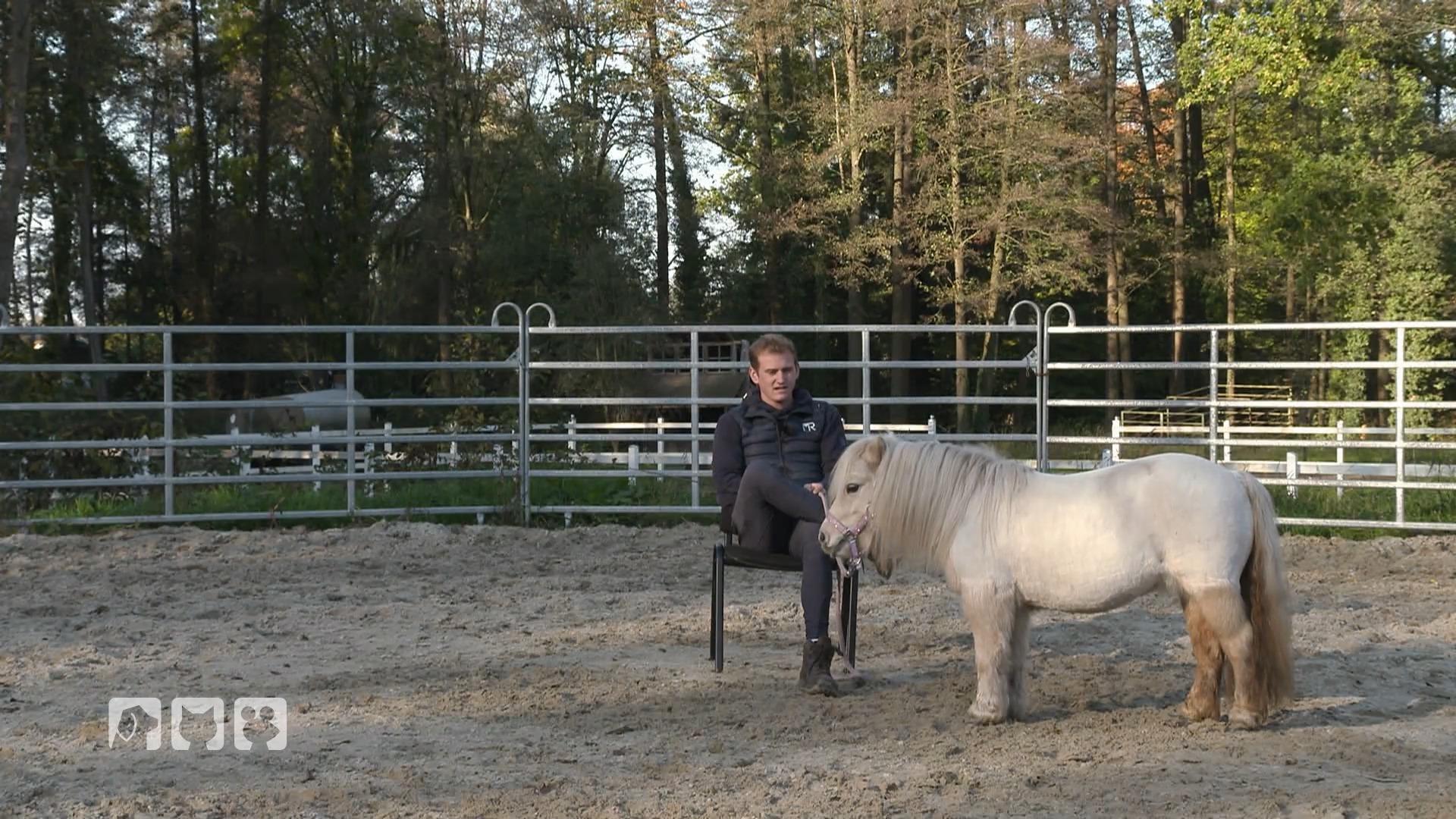 Pferdetrainer Matthes Röckener im Einsatz