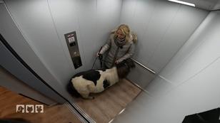 Abschlussprüfung für Harry und Honeybee