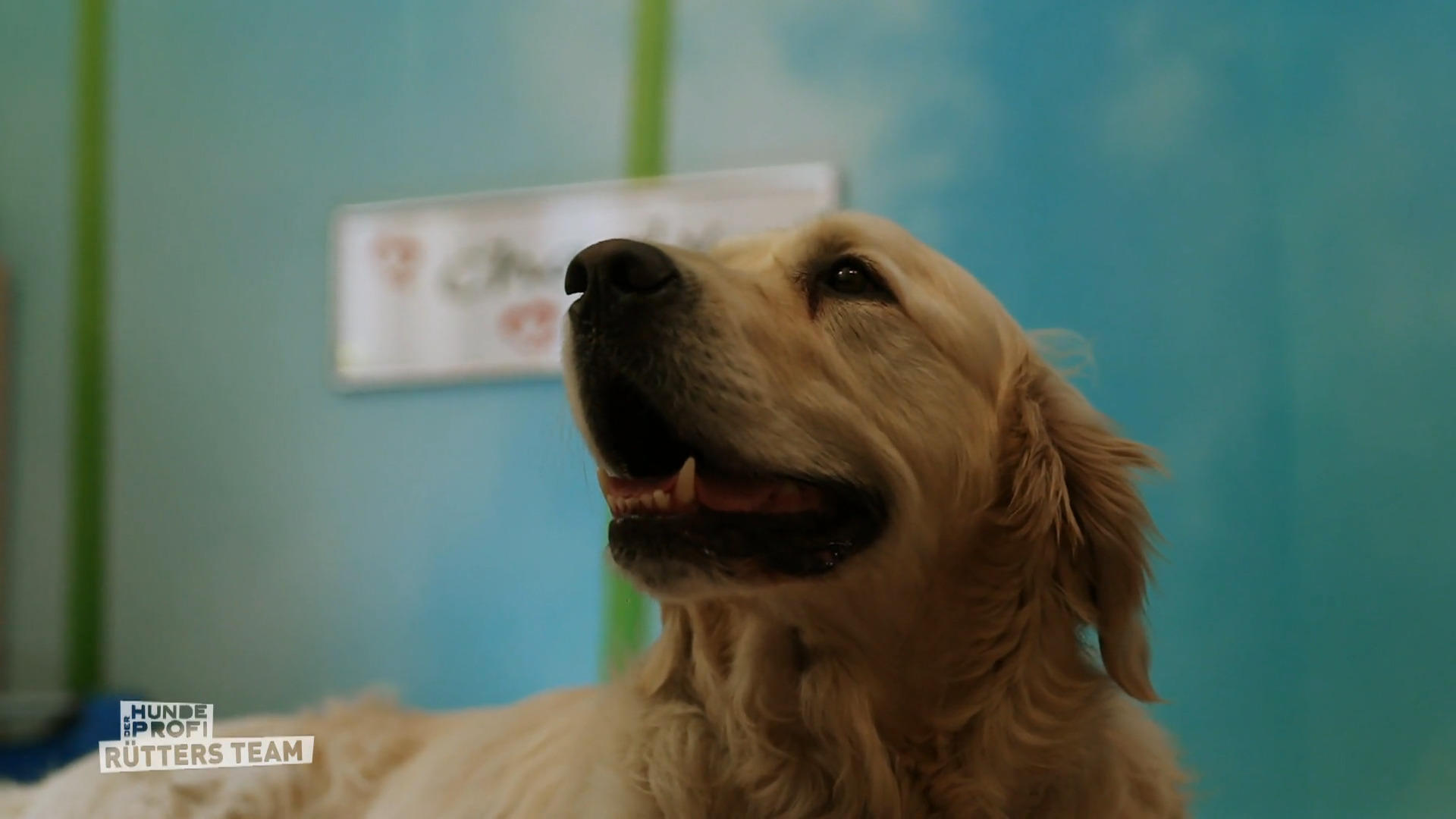Petra mit den Golden Retrievern Charly und Seven