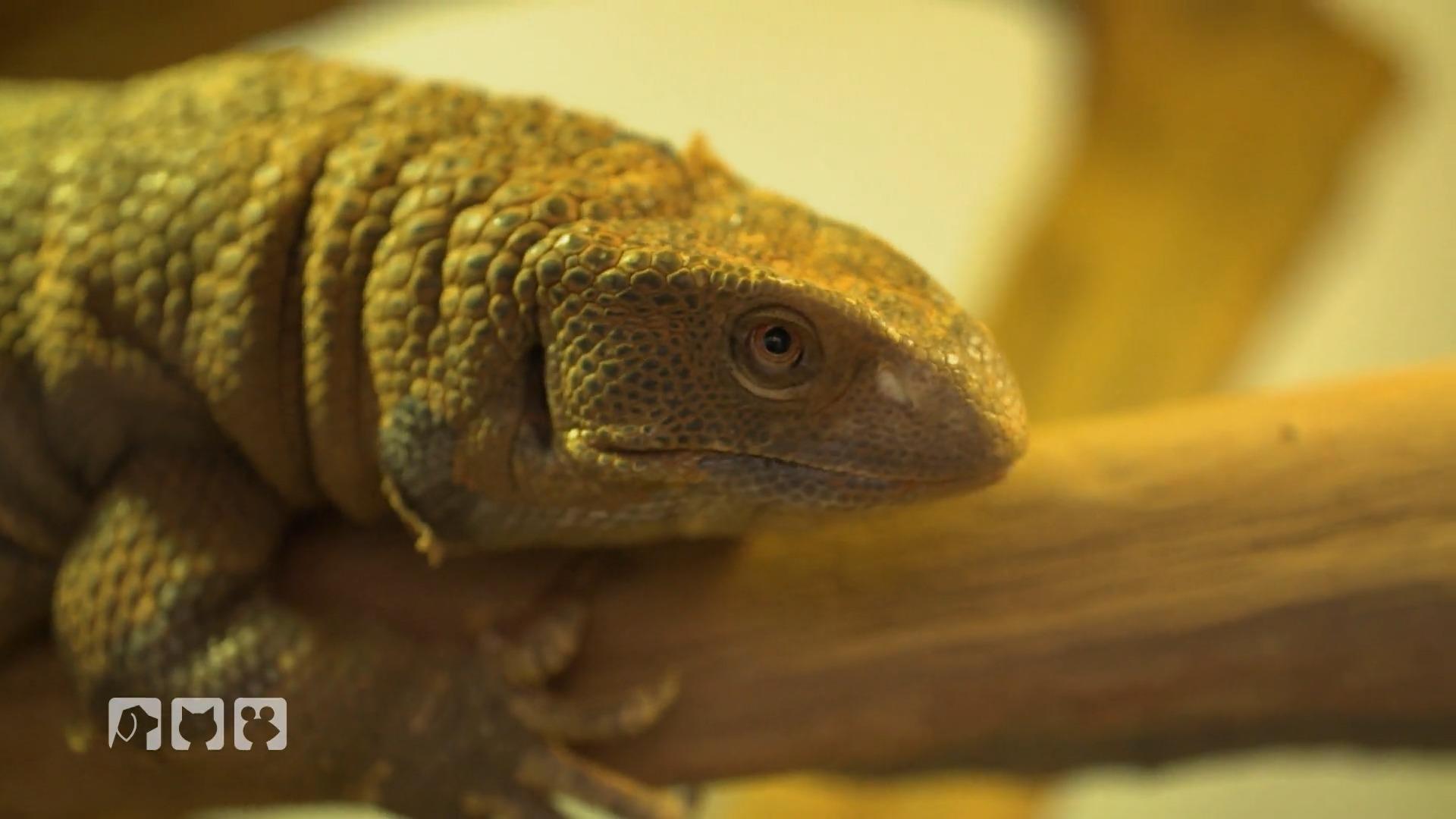 Auffangstation für Reptilien