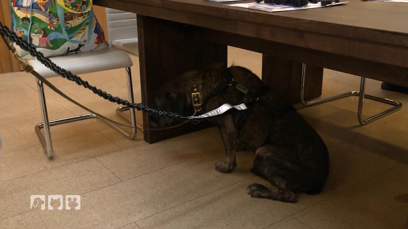 Ein neues Leben für Welpe Azura und Hundeopa Nut