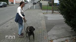 Nut auf großer Reise