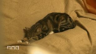 Die Bedeutung der Schlafpositionen