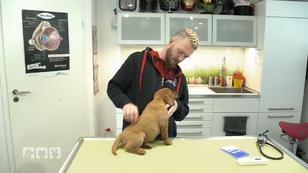 Welche grundlegenden Checks sind wichtig?