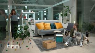 Spielen mit Hunden bei Regenwetter