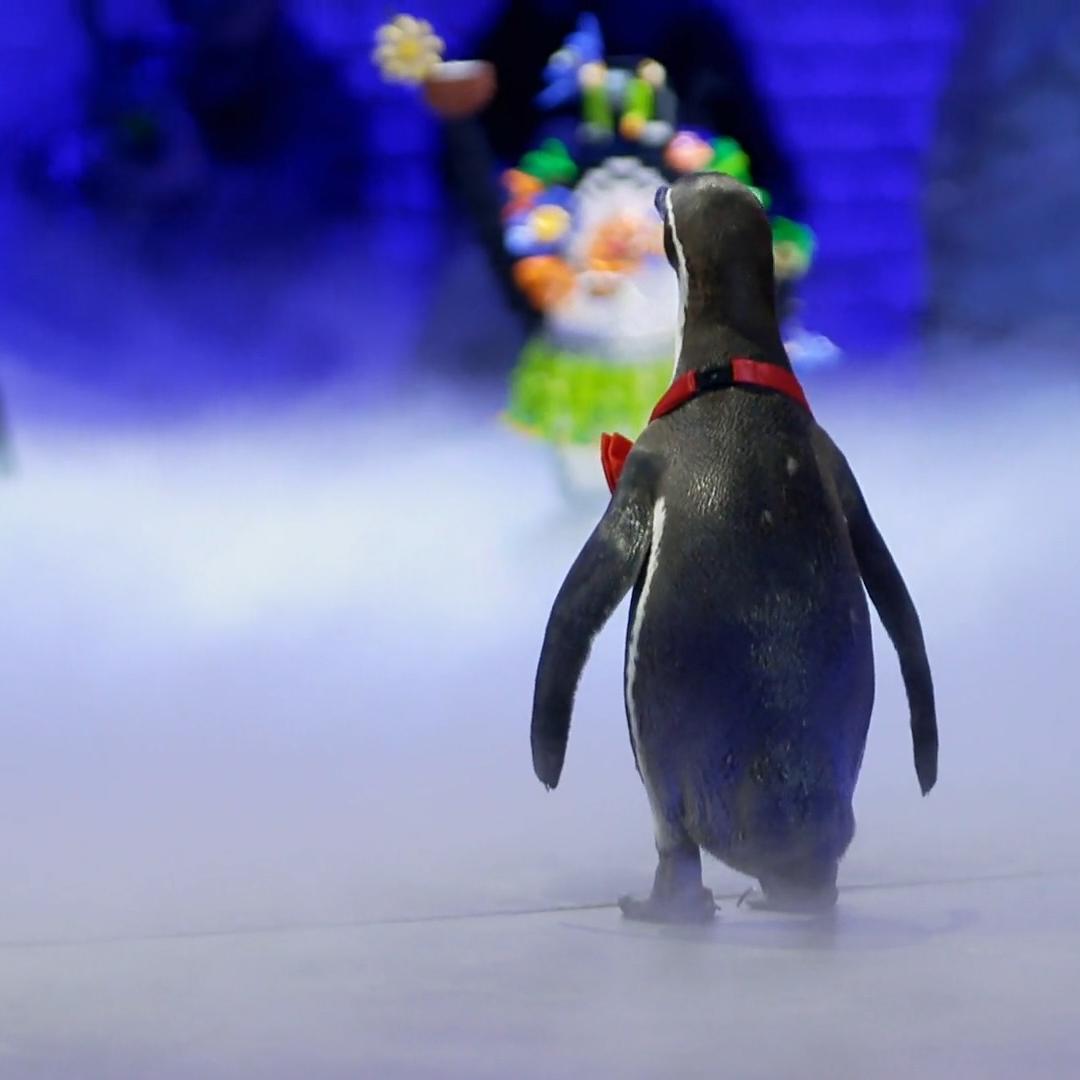 Pinguin Chester gefällt keiner der Artgenossen
