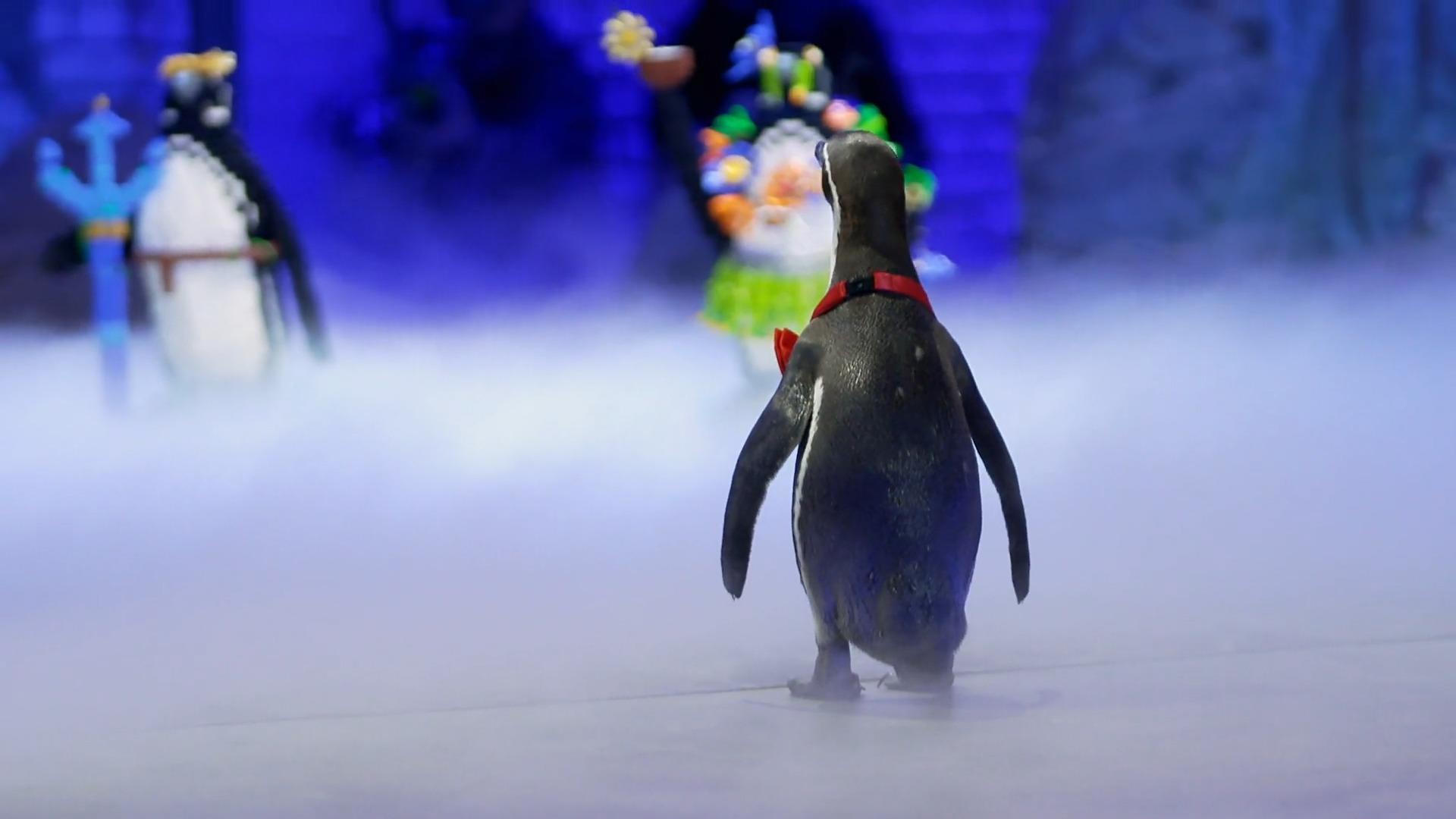 Pinguin Chester gefällt keiner der Artgenossen