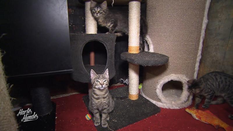 Letzte Zuflucht für unheilbare Katzen