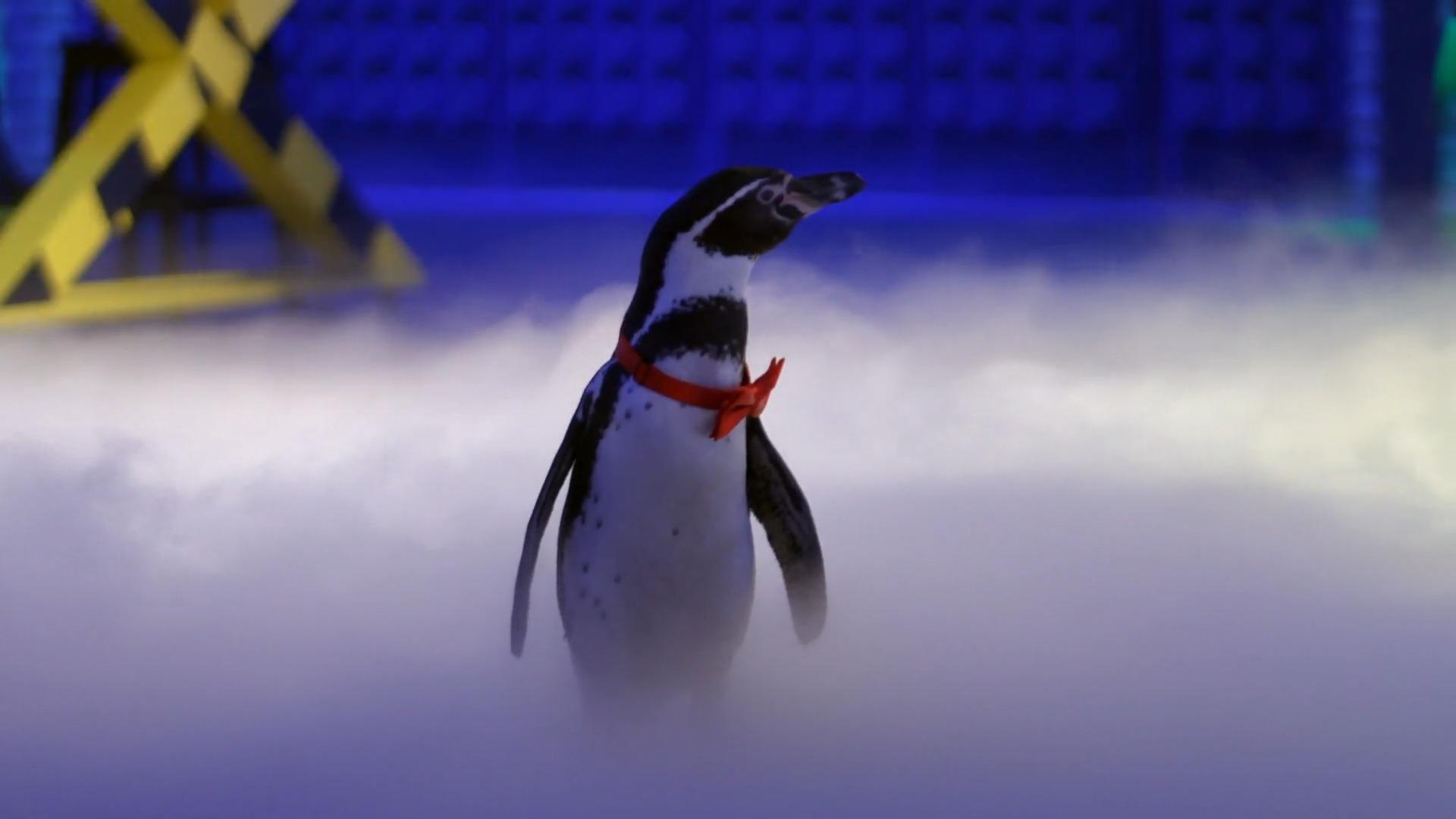 So gewinnen die Teams das Herz von Pinguin Chester