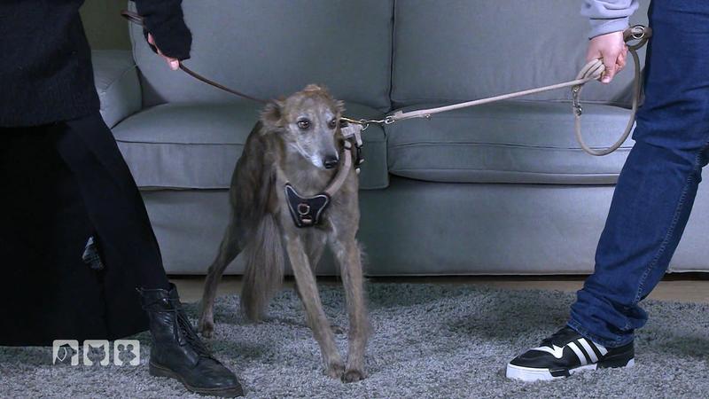 Wem gehört der Hund nach der Trennung?