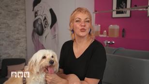 Der perfekte Hundepony at home