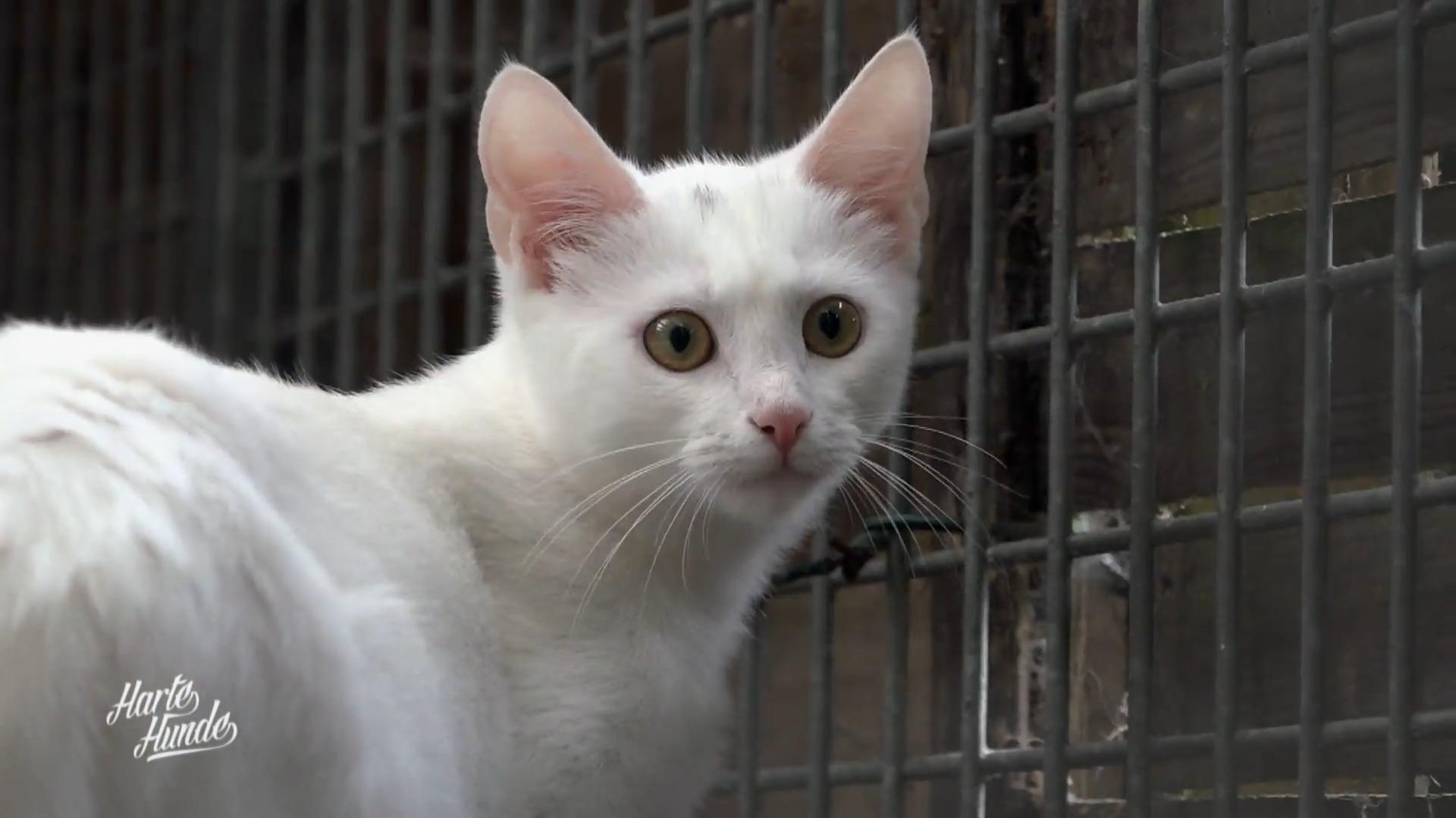 Tierheim Lingen kämpft mit Überfüllung