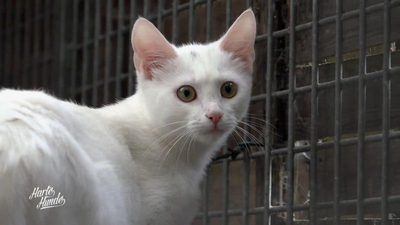 Tierheim Lingen kämpft mit Überfüllung