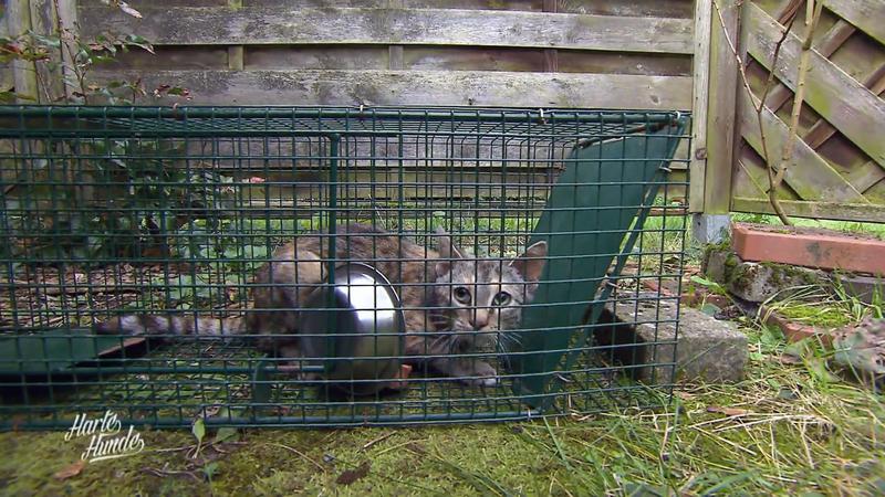 Katzenfalle erweist sich als Erfolg