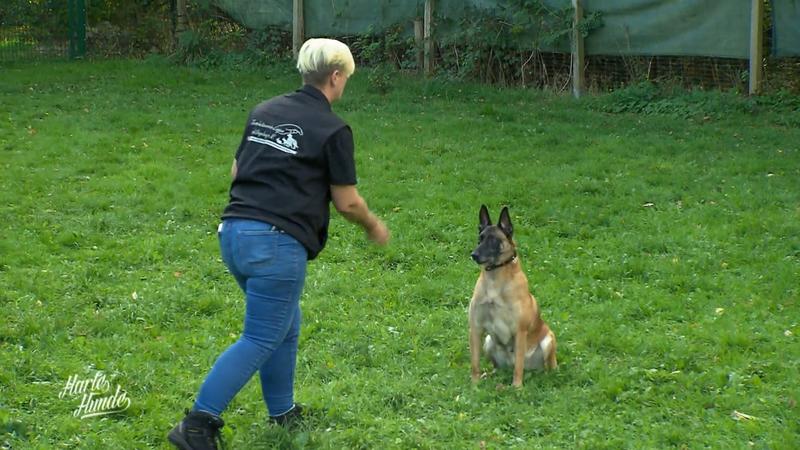 Hündin Zita kämpft mit ihrer Vergangenheit