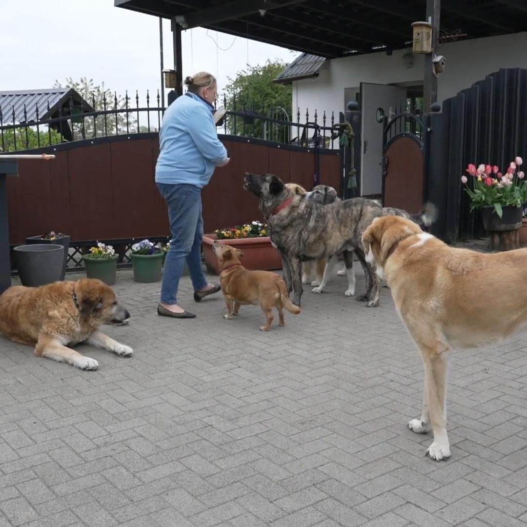 Annette und ihre sieben Hunde wandern aus