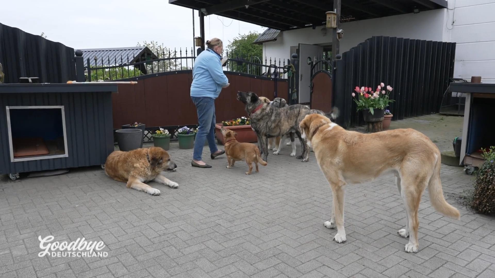 Annette und ihre sieben Hunde wandern aus