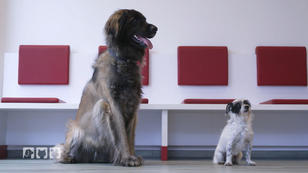 Welche Tiere kommen für eine Blutspende infrage?