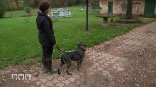Wie ausgeprägt ist Nuts Jagdtrieb?