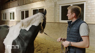 Stute Grace muss lernen andere zu respektieren