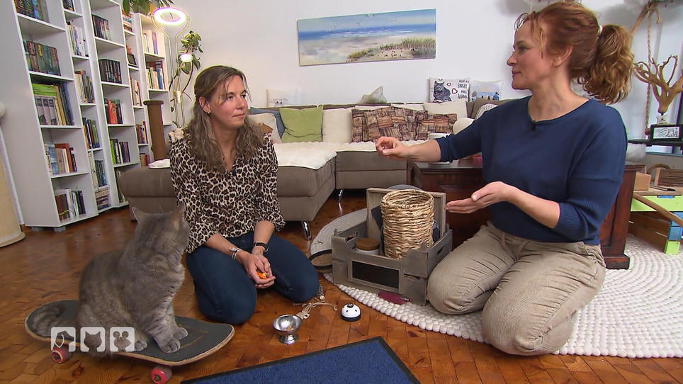 Training mit Katzen - Wie funktioniert das?
