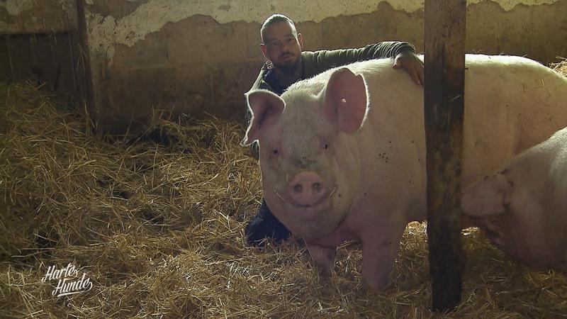 Warum Musik für die Schweine ein Muss ist
