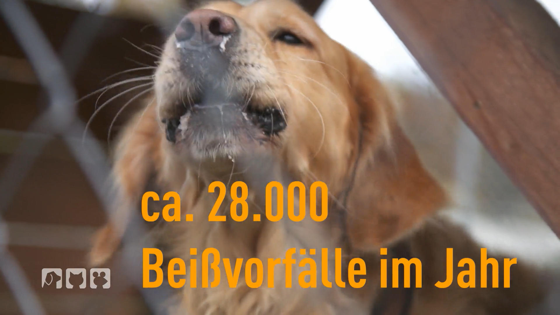 Wie arbeitet man mit aggressiven Hunden?