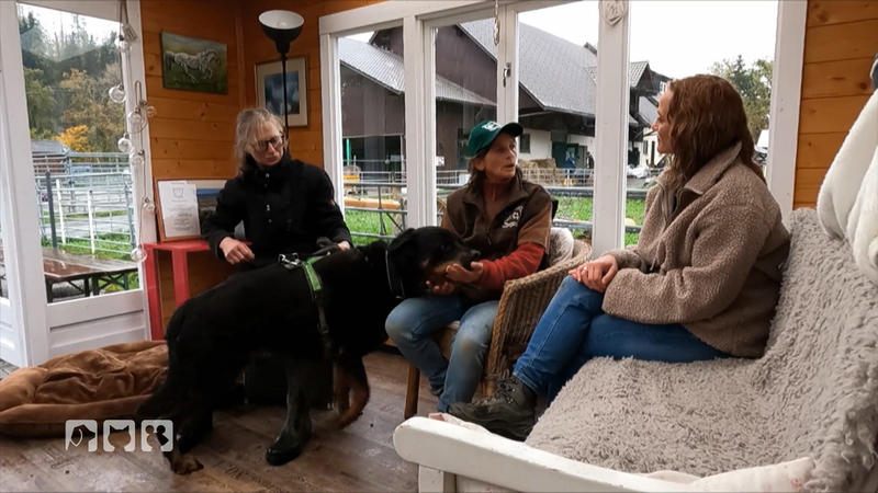 Für viele Hunde ist die Nähe zu Menschen sehr belastend