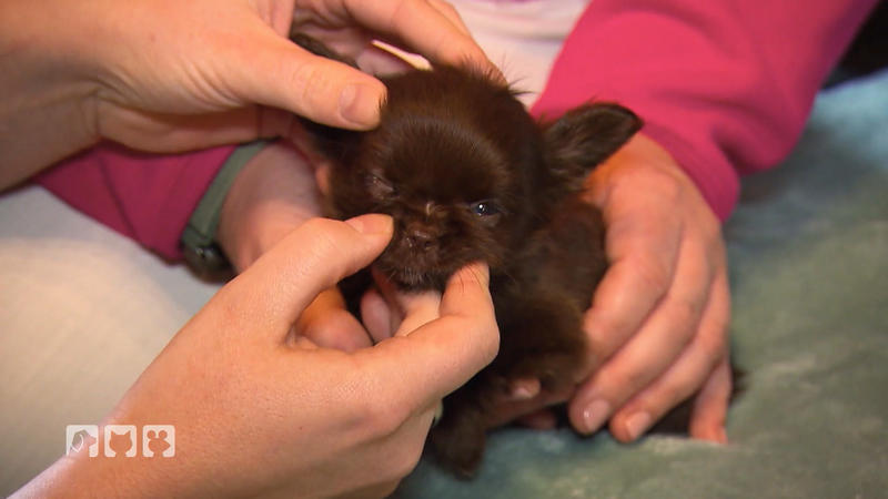 Der mobile Tiernotdienst behandelt einen Welpen