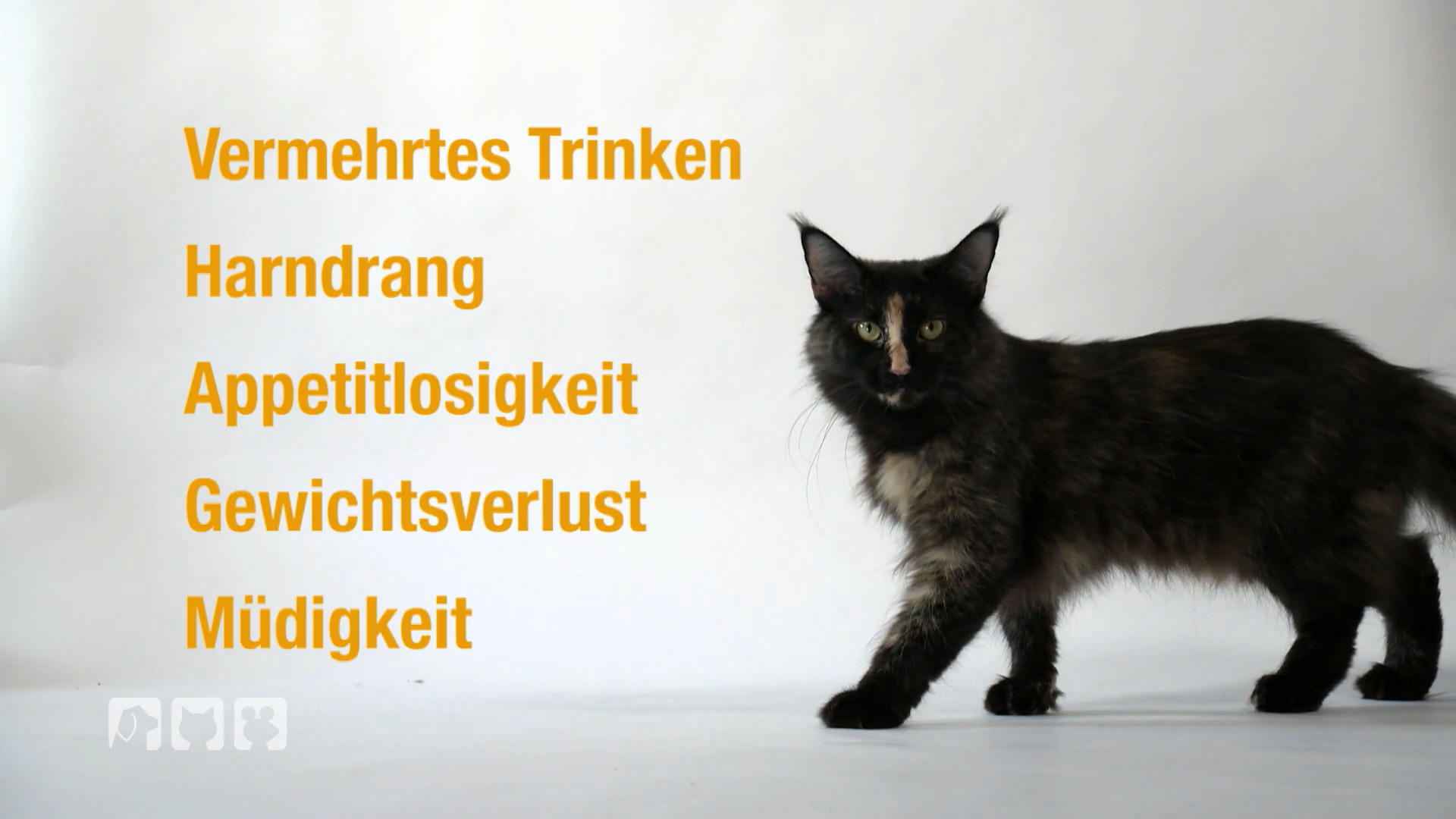 N wie Nierenerkrankungen: viele Katzen leiden