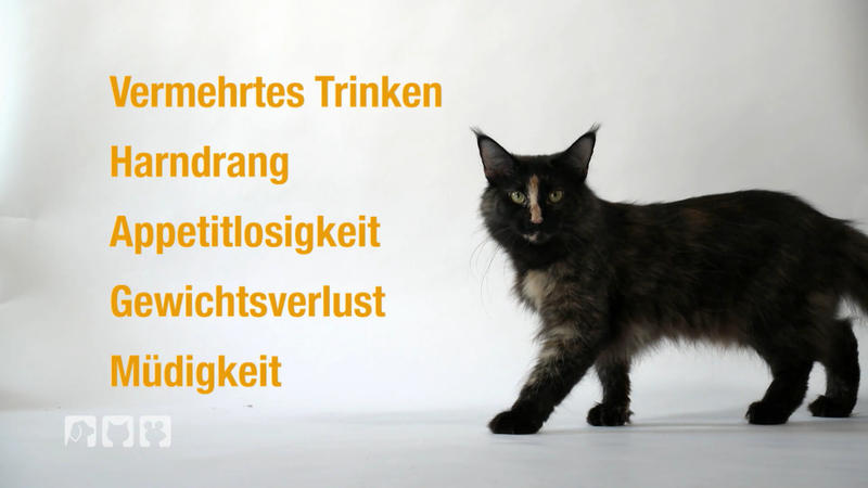 N wie Nierenerkrankungen: viele Katzen leiden