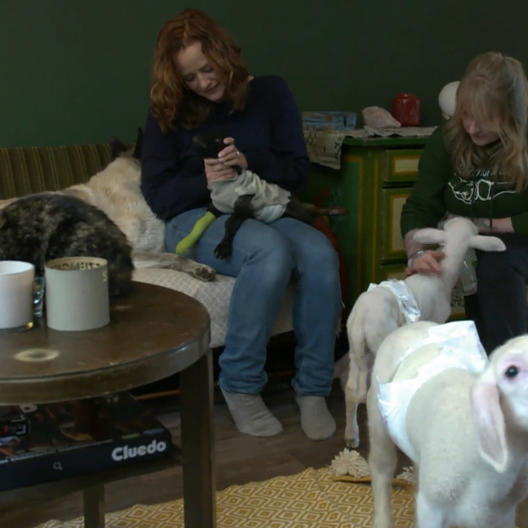 Bei Ann-Christin kümmern sich sogar ihre Hunde um die kleinen Lämmer.