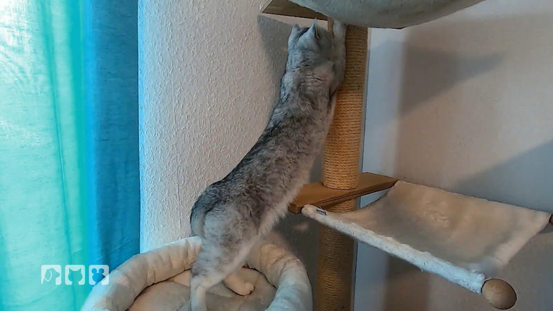 Warum kratzen Katzen eigentlich?