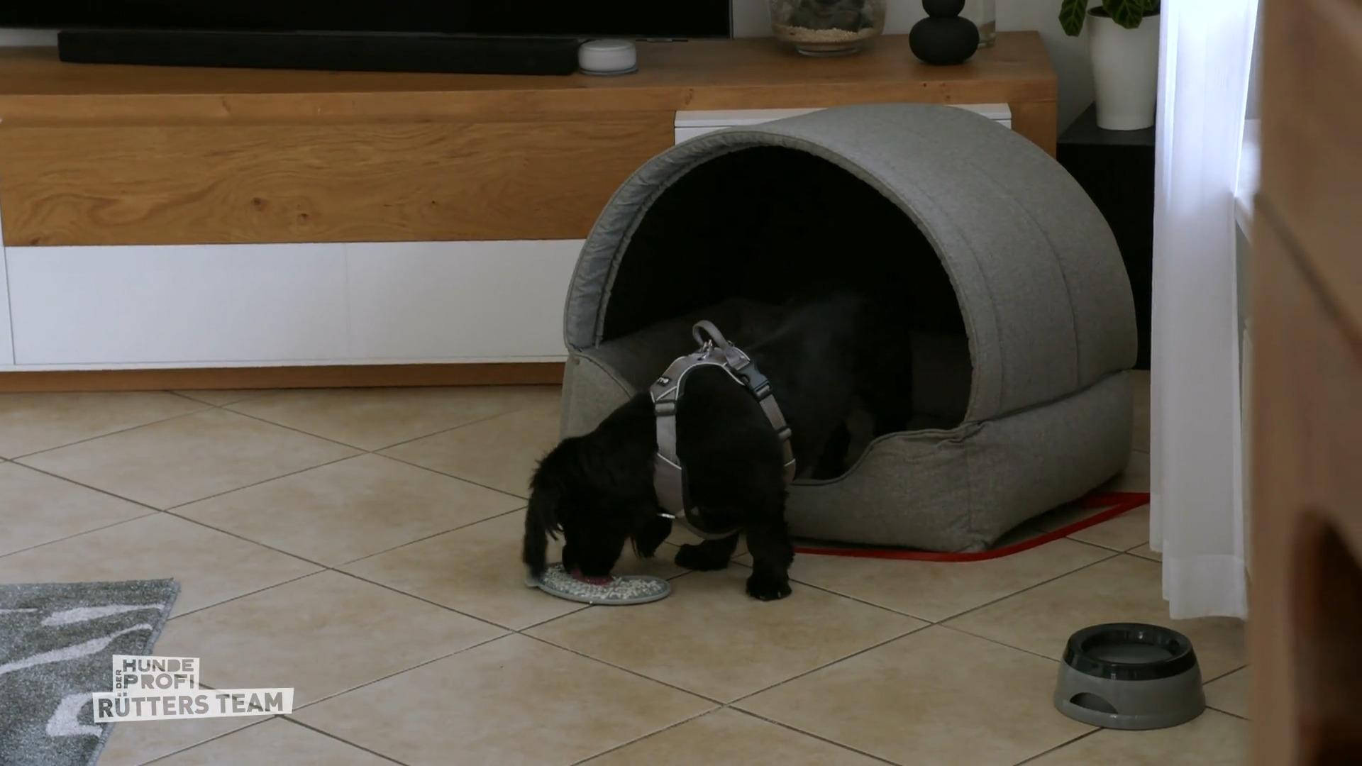 Balou und seine Eltern müssen dranbleiben