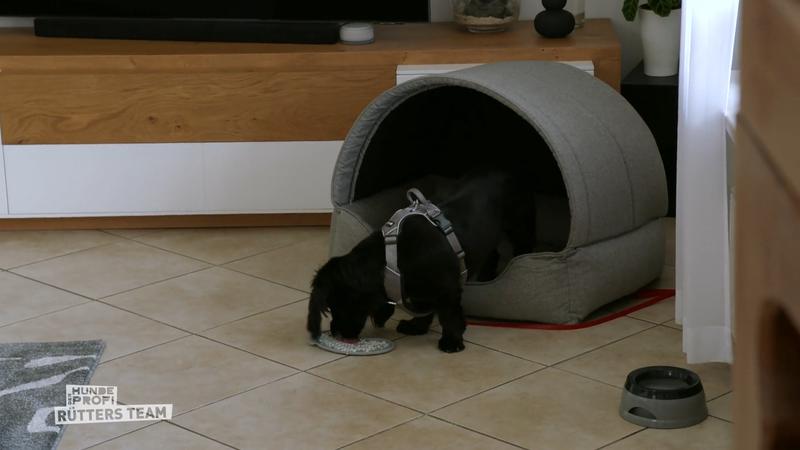 Balou und seine Eltern müssen dranbleiben