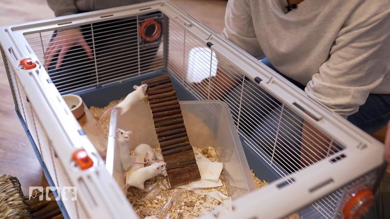 Kate bringt Farbmäuse in ihr neues Zuhause