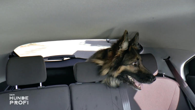 Beim Auto fahren wird Laika zur Drama-Queen