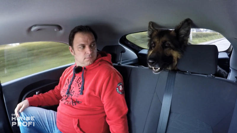 Warum ist Laika im Auto so gestresst?